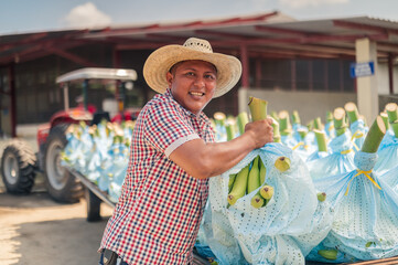 Portrait of a farmer putting bananas on a tractor.