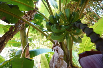 A bunch of green bananas hanging from a tree