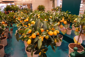 A row of potted orange trees with green leaves