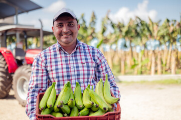 Man in banana farm, holds green bananas in his hands.