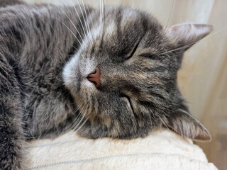 Naklejka na ściany i meble Cute gray cat sleeping on a pillow. Close-up.