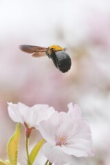 bumble bee on a cherry flower