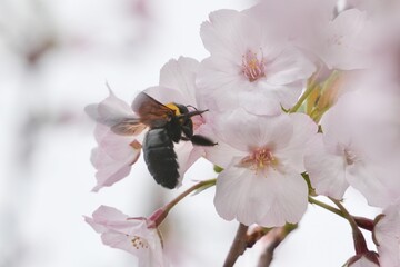 bumble bee on a cherry flower