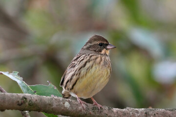 black faced bunting in a forest