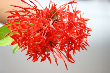 Red flower in Sri Lanka