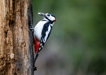 an image of a bird on a tree stump with a blurred background
