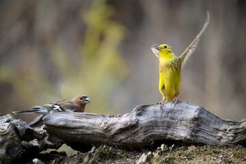 a yellow bird is standing on a tree branch near a black and white bird - obrazy, fototapety, plakaty