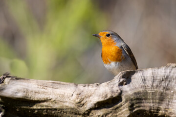 Obraz premium a red and orange bird sitting on top of a wooden branch