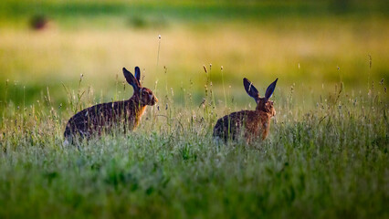 two rabbits standing in the middle of some tall grass at the field