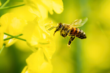 a bee on some flowers with it's head in the air