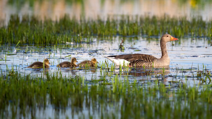 a mother duck watches her babies on the water in a swamp