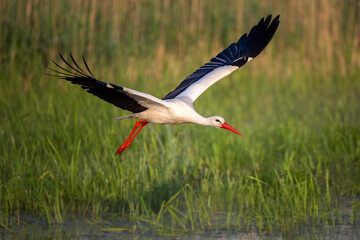 a white stork flying over a grass field next to a body of water