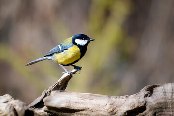 a yellow and blue bird sitting on a wooden limb of a tree