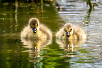 two baby ducks in the water next to their mom's