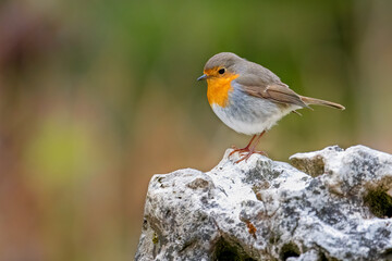 a small bird perched on a rock looking up at the camera
