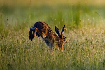 two large antelope with horns grazing in tall grass