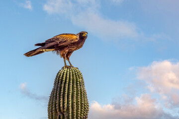 Arizona Harris Hawk 