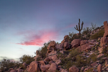 Scottsdale Arizona lush desert landscape