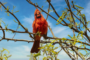 Red Cardinal in Tree singing