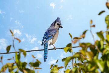 Blue Jay bird on wire - obrazy, fototapety, plakaty
