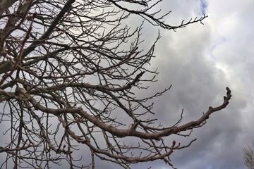 tree branches against a cloudy sky