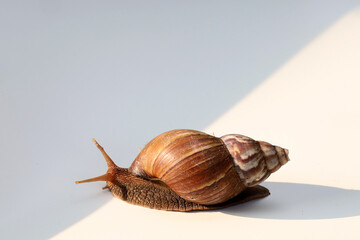 African giant snail (Achatina achatina), an invasive plant pest, crawling on a white background.
