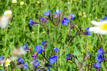 Flor silvestre primaveral de color azul sobre fondo verde