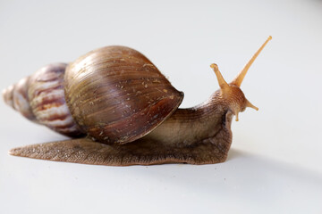 African giant snail (Achatina achatina), an invasive plant pest, crawling on a white background.