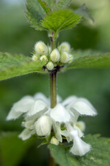 Closeup of flowers and flower buds of white deadnettle, Lamium album, in spring against green background