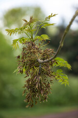 Closeup of branch of Ash tree, Fraxinus excelsior, in spring with new leaf growth and Ash keys