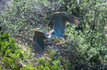great blue heron in flight
