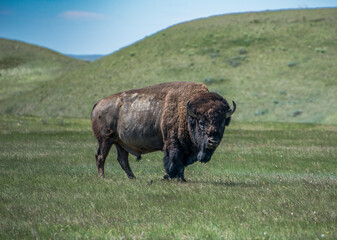 Bison in Grasslands National Park © Krista