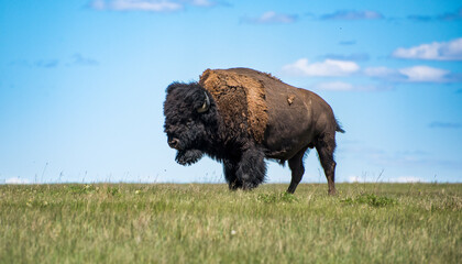 bison in grasslands national park
