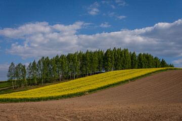 Pagórek z drzewami i kwitnącym rzepakiem na wiosennym polu w pogodnym dniu