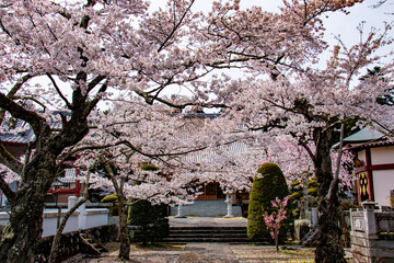 河口湖の春　富士御室浅間神社の桜