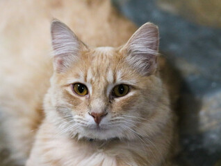 close up portrait of a cat