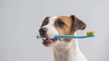 Jack Russell Terrier dog holding a blue toothbrush on a white background. 