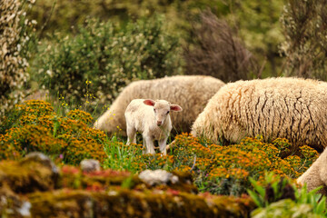 Curious Lamb in Serra da Estrela's Lush Grassland