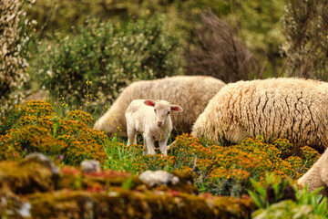 Obraz premium Curious Lamb in Serra da Estrela's Lush Grassland