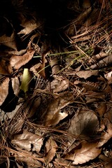 Leafs in the forest