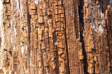 Texture. Old wood. Pine Trunk