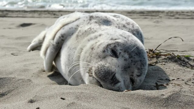 A spotted seal pup sleeps on the seashore, basking in the spring sun.
