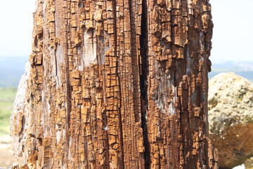 Texture. Old wood. Pine Trunk
