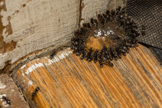 Odorous House Ants feeding on Ant Gel Bait