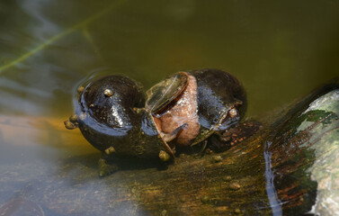 apple snail live in swamps . golden apple snail are breeding in the swamps . 