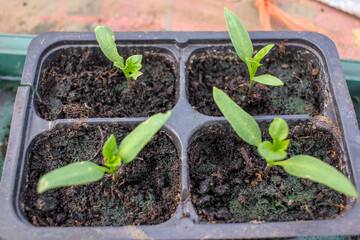 organic peppers starting to grow