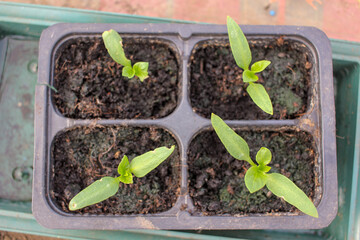 organic peppers growing fast