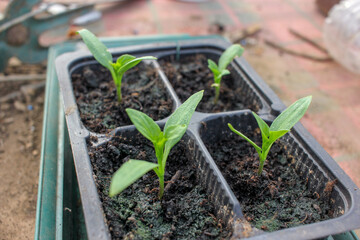 organic peppers growing from seeds