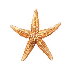 Starfish Illustration on White Background