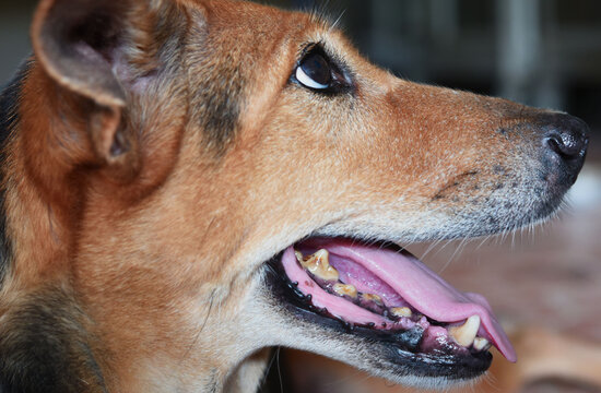 close up view of  a dog  mouth and teeth .   dog teeth with tartar .